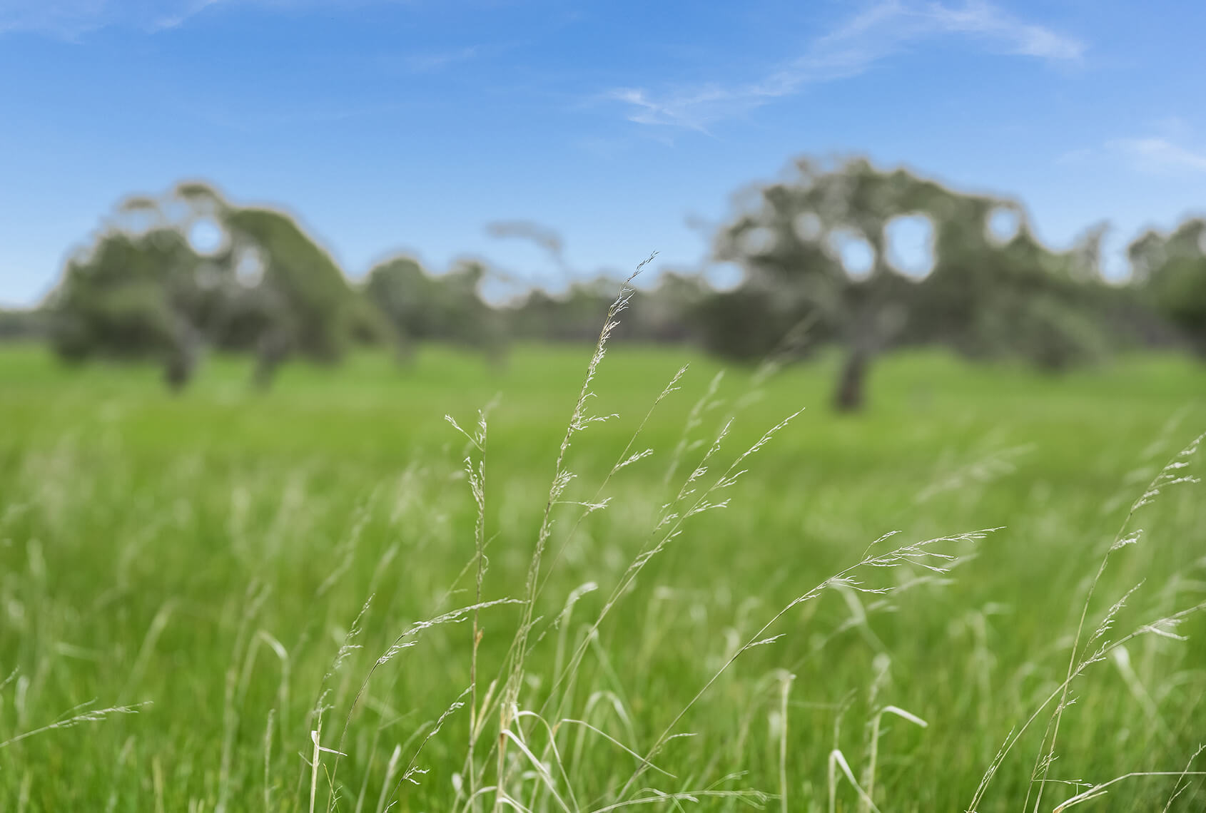 Berthon Park Land for Sale in Inverleigh, Victoria